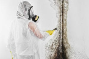 A professional disinfector in overalls processes the walls from mold with a spatula. Removal of black fungus in the apartment and house. Aspergillus.