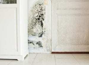 Image of Mold Growth on Wall and Damp Stained Wood Door. We can fix this type of mold.