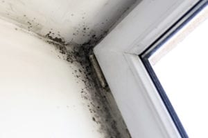 Mold and Mildew Treatment Services by Home Living Construction