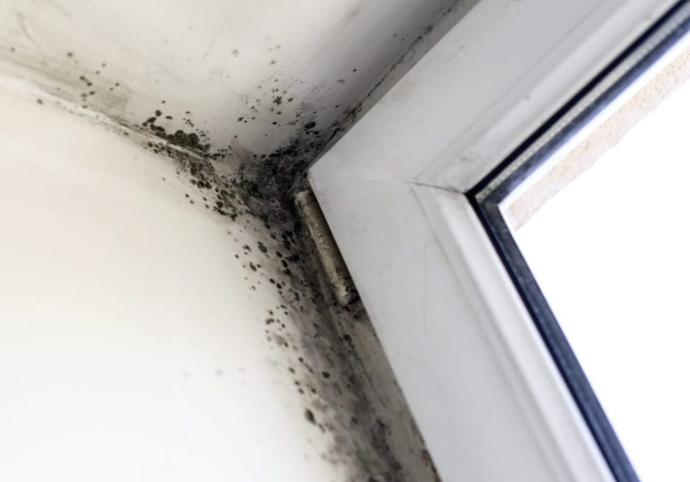 Mold and Mildew Treatment Services by Home Living Construction